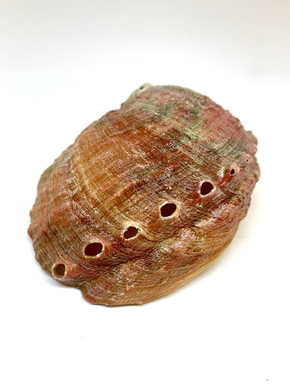 Abalone Shell Incense Holder