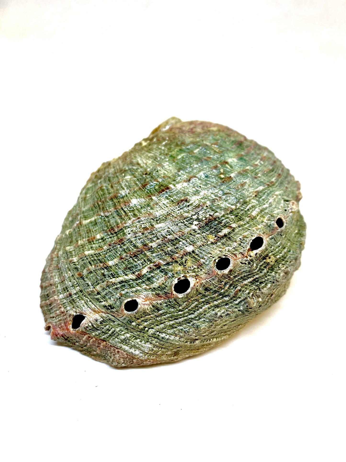 Abalone Shell Incense Holder