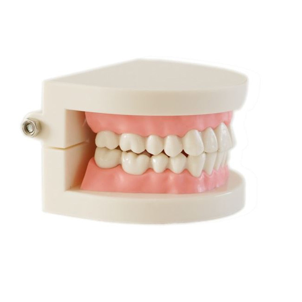 Products Medical Teaching Tool Teeth Model