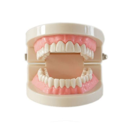 Products Medical Teaching Tool Teeth Model