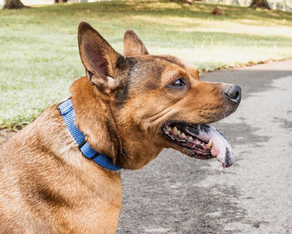 Breathable Adjustable Mesh Dog Collar