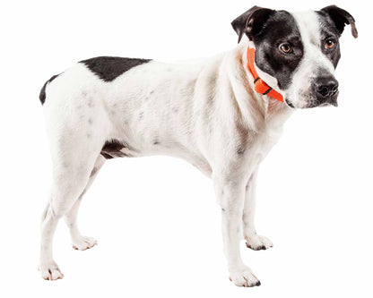 Breathable Adjustable Mesh Dog Collar