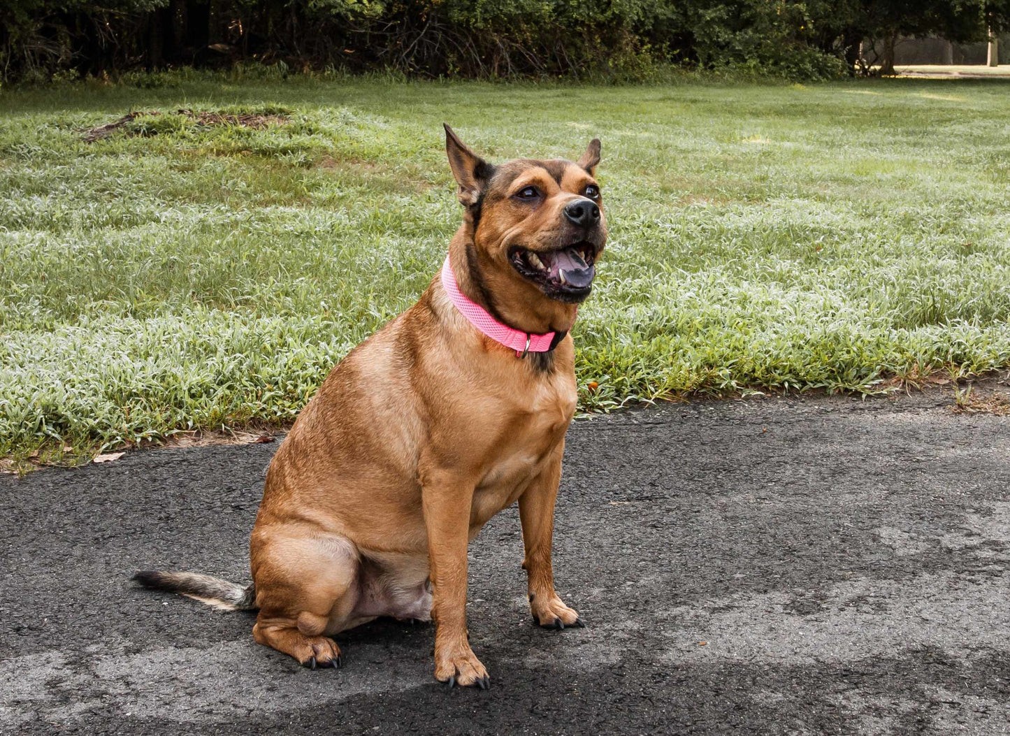 Breathable Adjustable Mesh Dog Collar