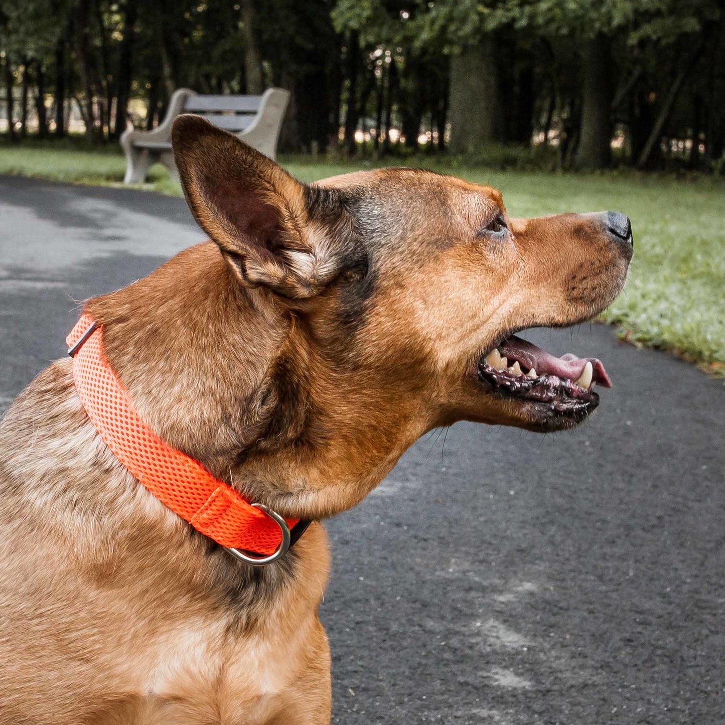 Breathable Adjustable Mesh Dog Collar