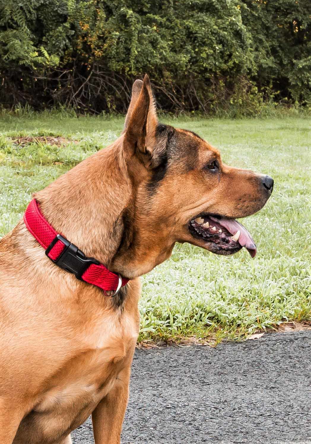 Breathable Adjustable Mesh Dog Collar