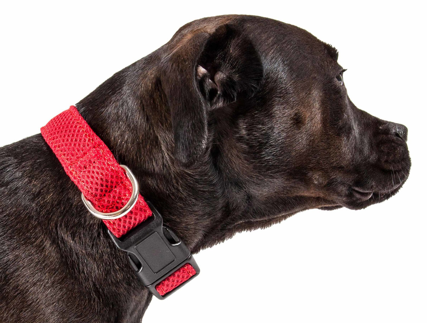 Breathable Adjustable Mesh Dog Collar