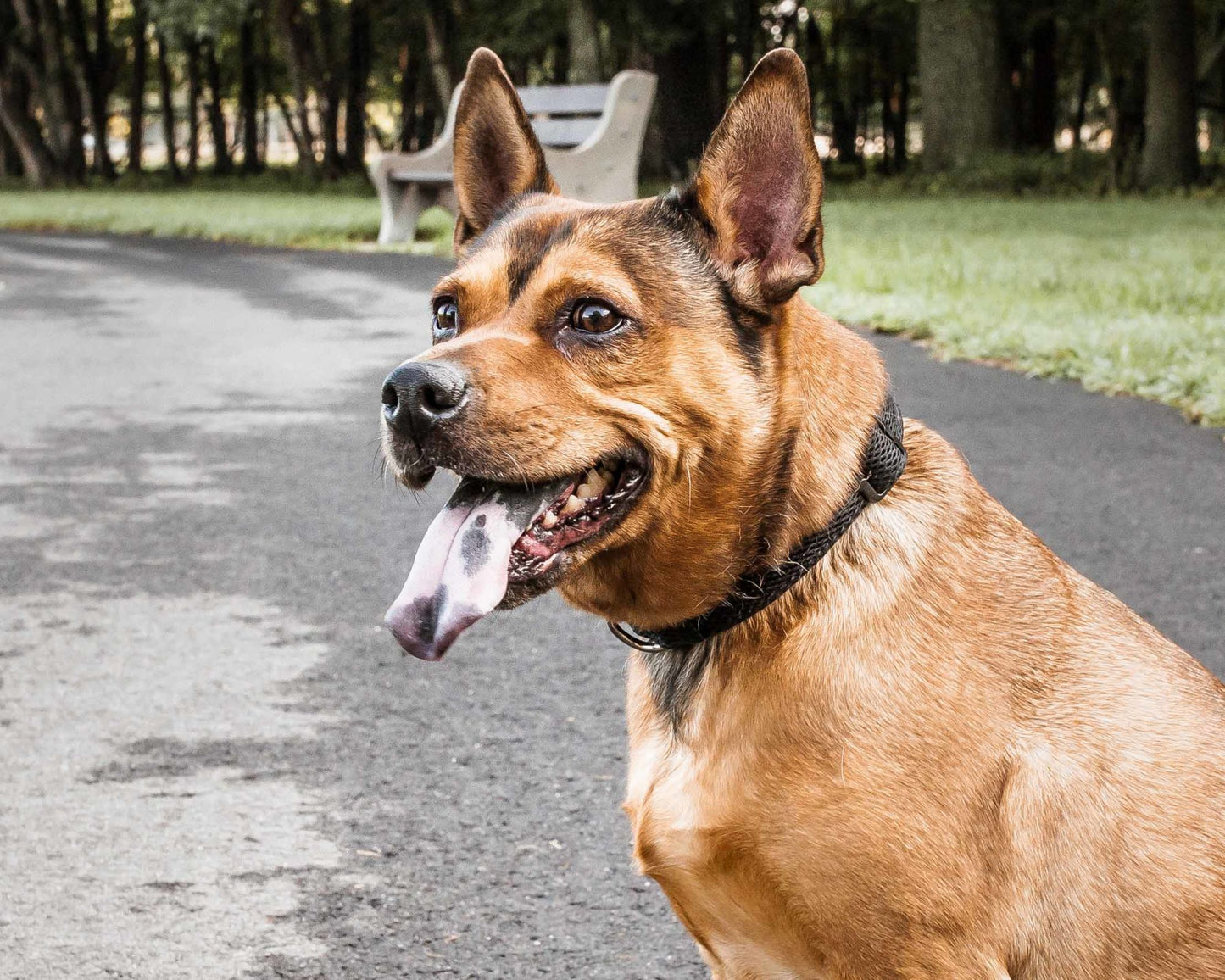 Breathable Adjustable Mesh Dog Collar